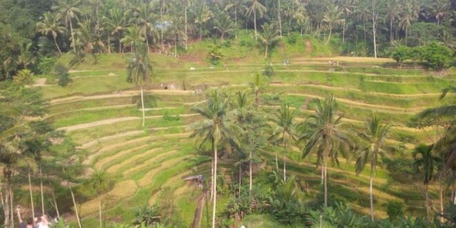 Mengapa bangsa indonesia mendapat julukan negara agraris