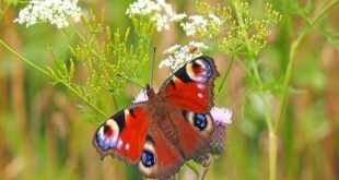 Flora dan fauna di benua asia sangat beragam sebab