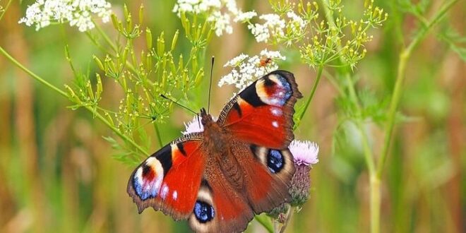 Flora dan fauna di benua asia sangat beragam sebab