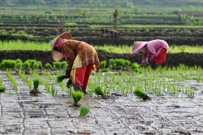 Mengapa bangsa indonesia mendapat julukan negara agraris