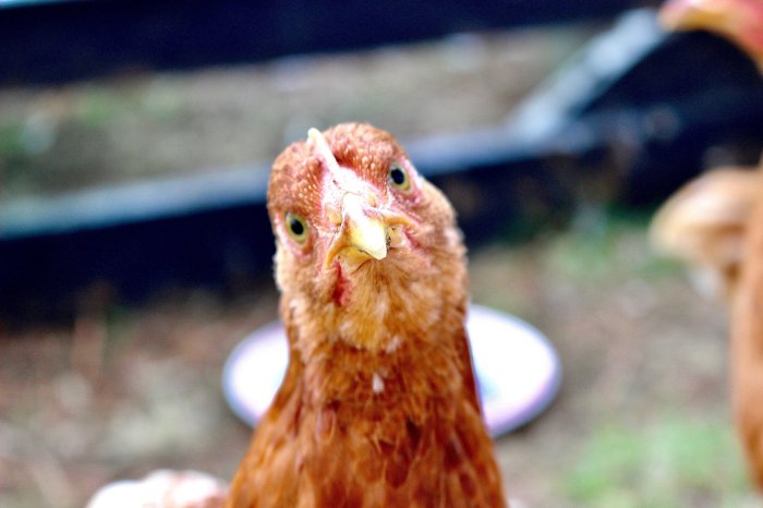 Mengapa ayam harus dirawat dengan baik