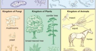 Classification plantae kingdom