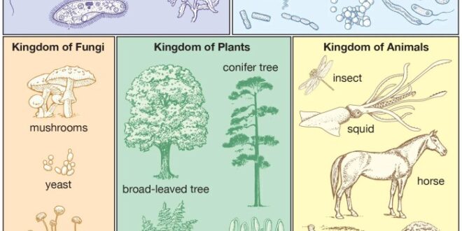 Classification plantae kingdom