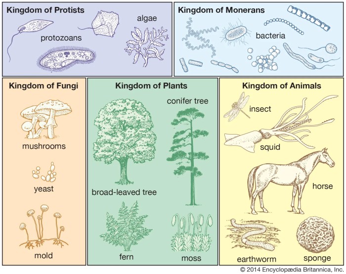 Classification plantae kingdom