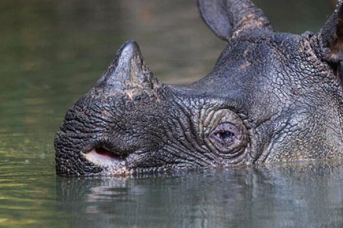 Asiatis hewan laos tipe khas carapedia benua binatang ragam peralihan australis beserta ciri kiếm pengertian đến tìm quan liên các