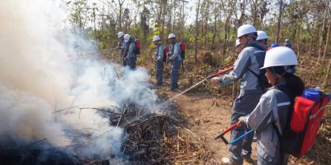 Rural forests future