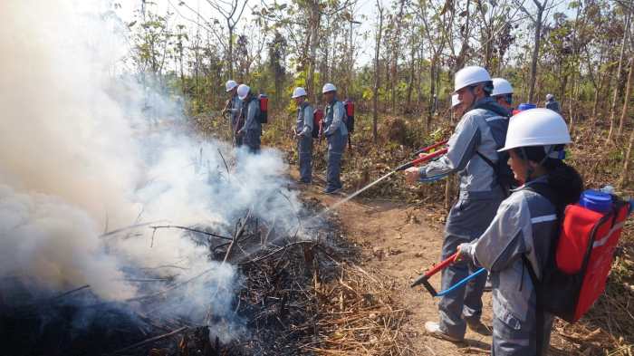 Rural forests future