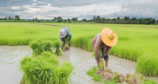 Mengapa wilayah di asia tenggara merupakan wilayah pertanian yang subur