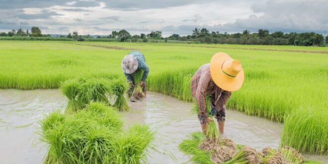 Mengapa wilayah di asia tenggara merupakan wilayah pertanian yang subur