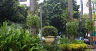 Plants jakarta places birds animals people plant