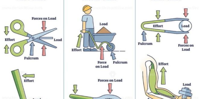 Lever levers classes fulcrum effort bones cub when using nod joints sph4c advantage education