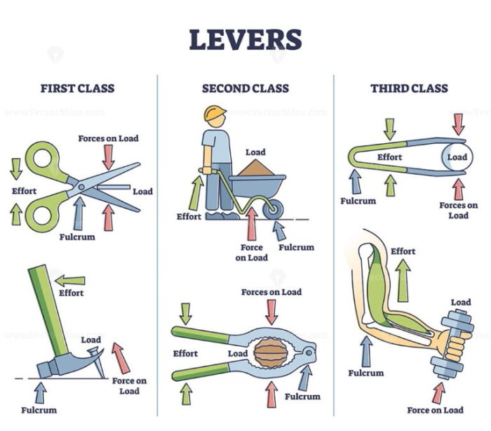 Lever levers classes fulcrum effort bones cub when using nod joints sph4c advantage education