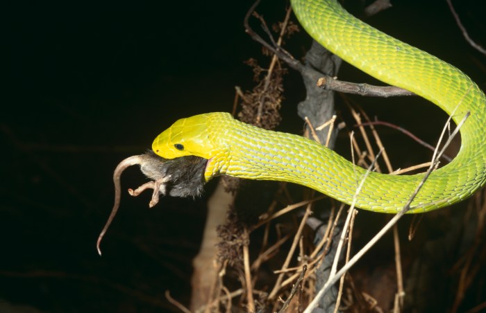 Mengapa sang ular ingin memangsa tikus