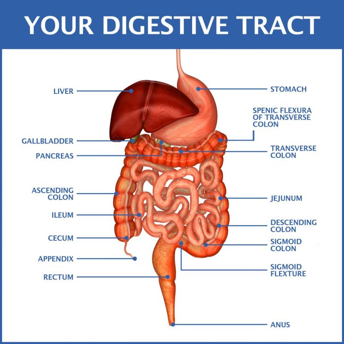 Digestive system parts human stomach biology where organ body figure part liver appendix side credit intestine small colon large lower