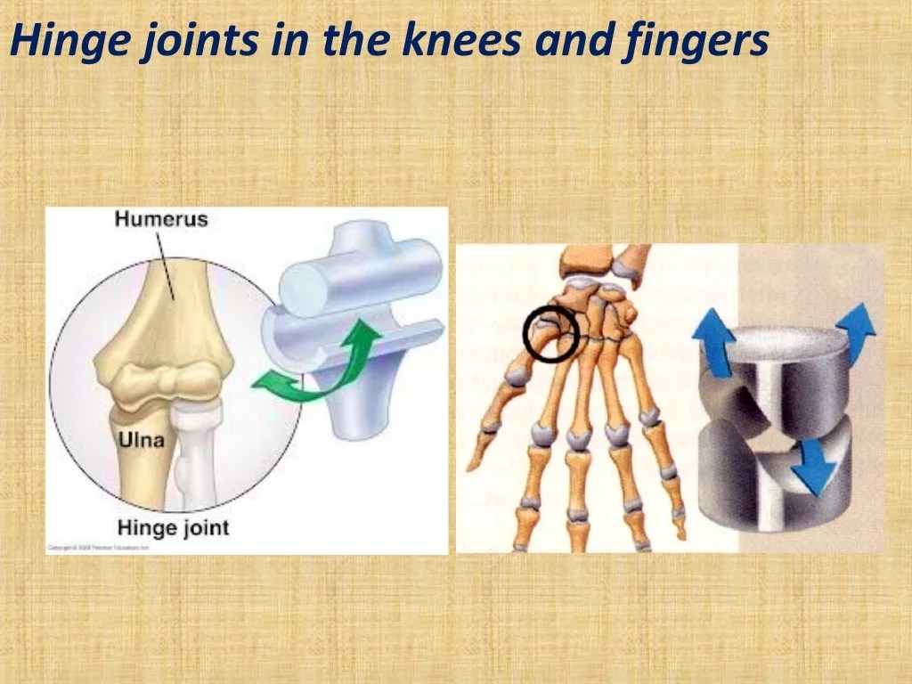 Joints skeletal pivot socket hinge saddle condyloid planar synovial majors