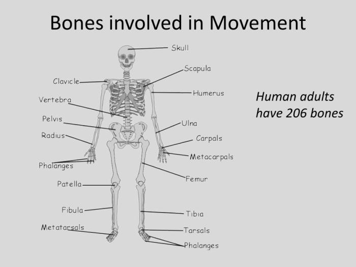 Movement bones involved muscles ppt powerpoint presentation adults human have