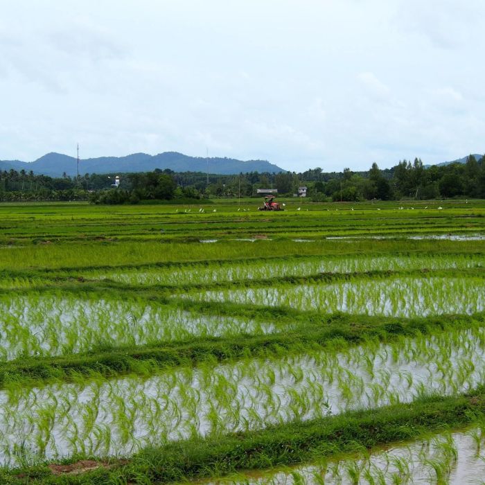 Mengapa thailand dijuluki lumbung padi asia