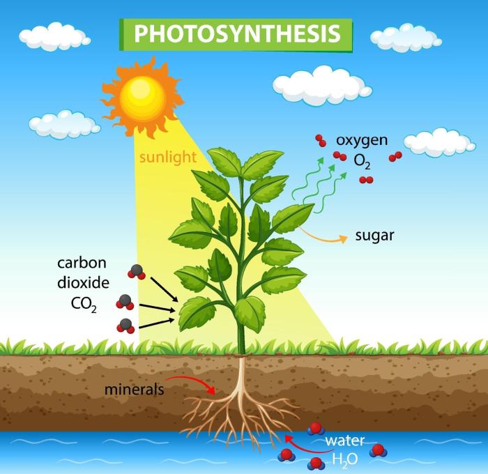 Plants photosynthesis diagram begin leaf plant leaves trees oxygen photosynthetic energy process why unhappy click activity they