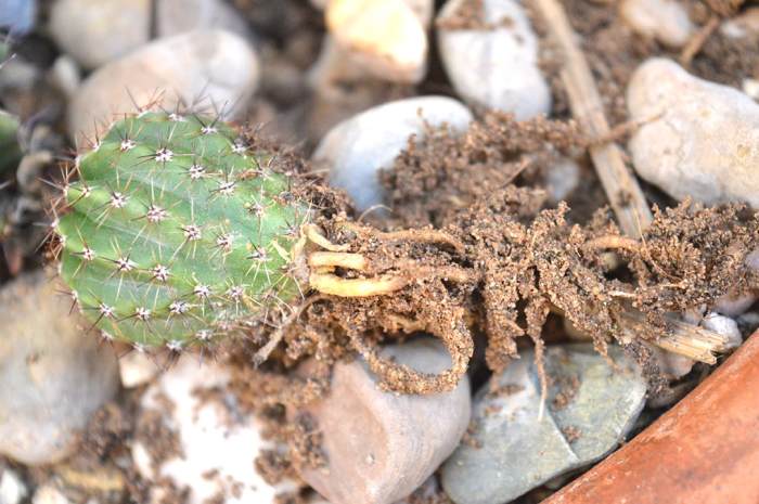 Roots tattoo succulents cacti