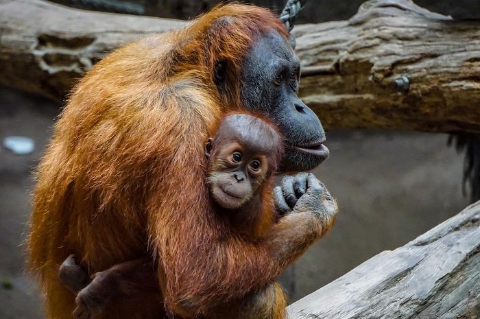 Mengapa fauna bagian barat disebut tipe asiatis