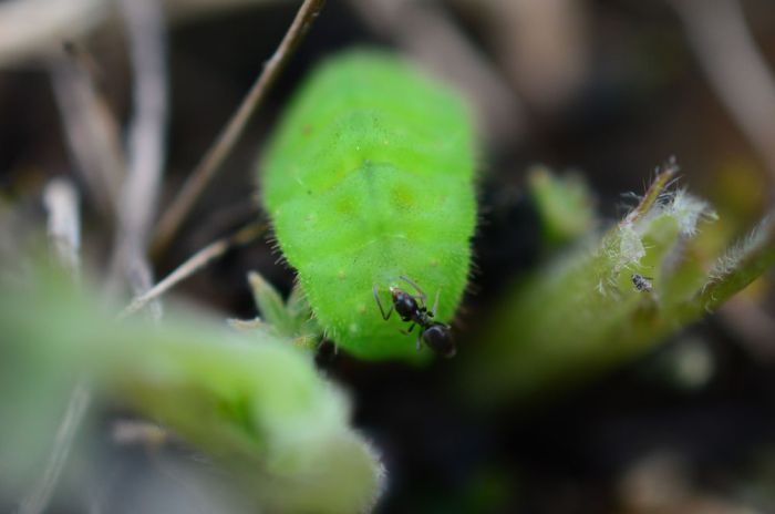 Caterpillar bedtime storyberries poor moral