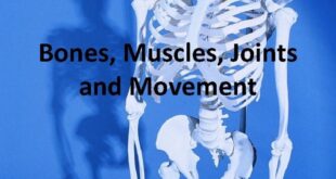 Movements hinge joints