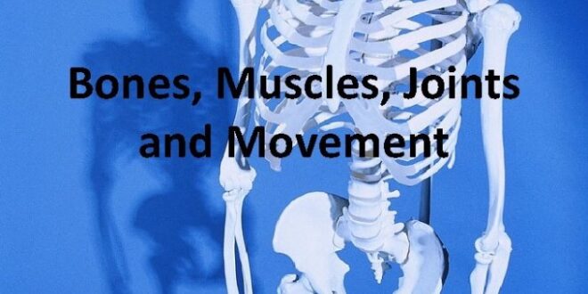 Movements hinge joints