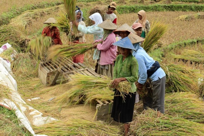 Mengapa bangsa indonesia mendapat julukan negara agraris