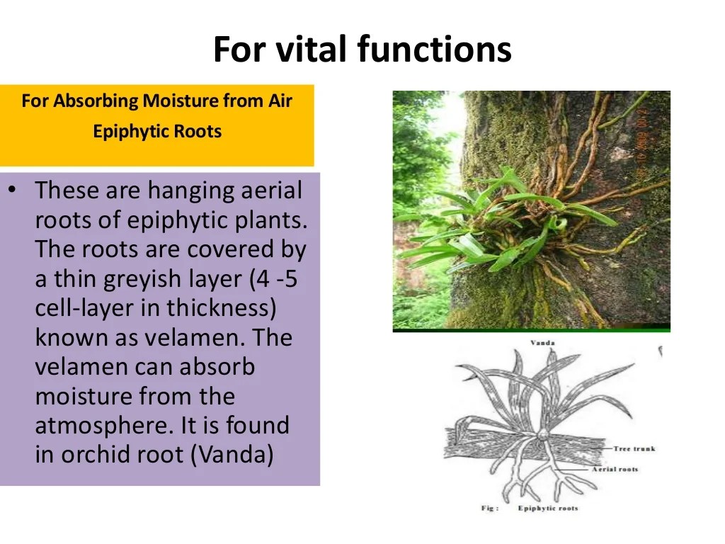 Root modified modifications modification examples respiration