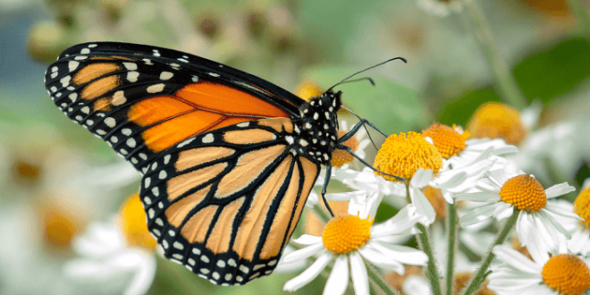 Butterfly animal animals kids friends butterflies butter fly video happy documentary red nature real hd beautiful world wallpaper life borboletas