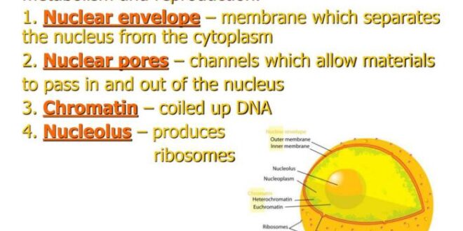 Cell unit