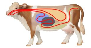 Jelaskan alasan sapi disebut memiliki empat perut