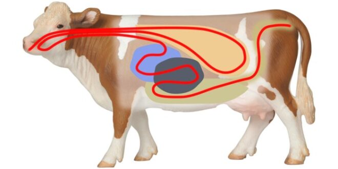 Jelaskan alasan sapi disebut memiliki empat perut