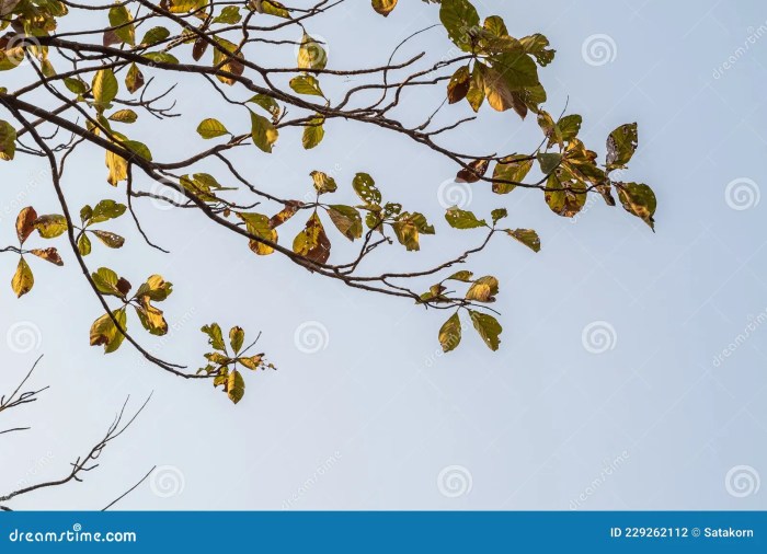 Leaves trees their shed vital teach lesson they when us autumn why know do