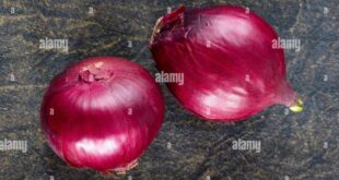 Menurutmu mengapa bawang merah disebut umbi lapis