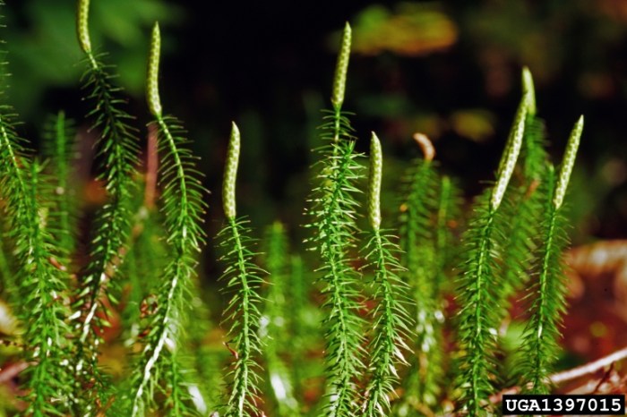 Mengapa lycopodium sp disebut sebagai paku kawat