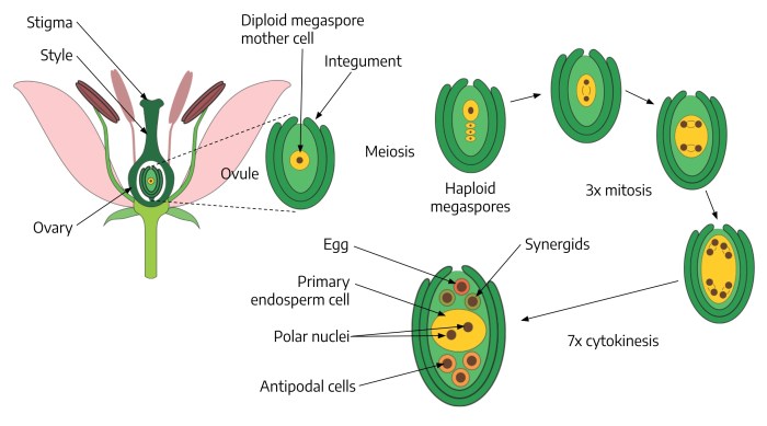 Mengapa angiospermae disebut sebagai tumbuhan berbiji tertutup