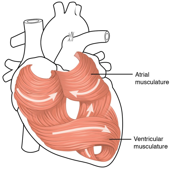 Intercalated heart disc mammalian britannica section cross anatomy chambered encyclopædia four inc