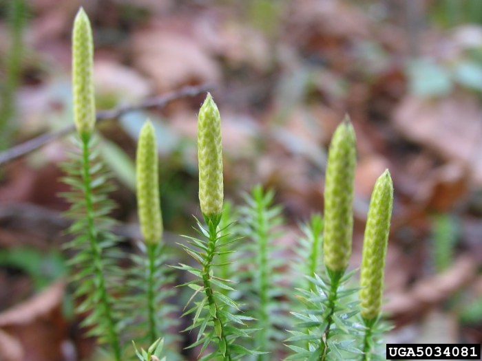 Mengapa lycopodium sp disebut sebagai paku kawat