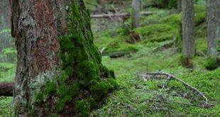 Moss fern ferns lifecycle mosses palustre hapu sphagnum