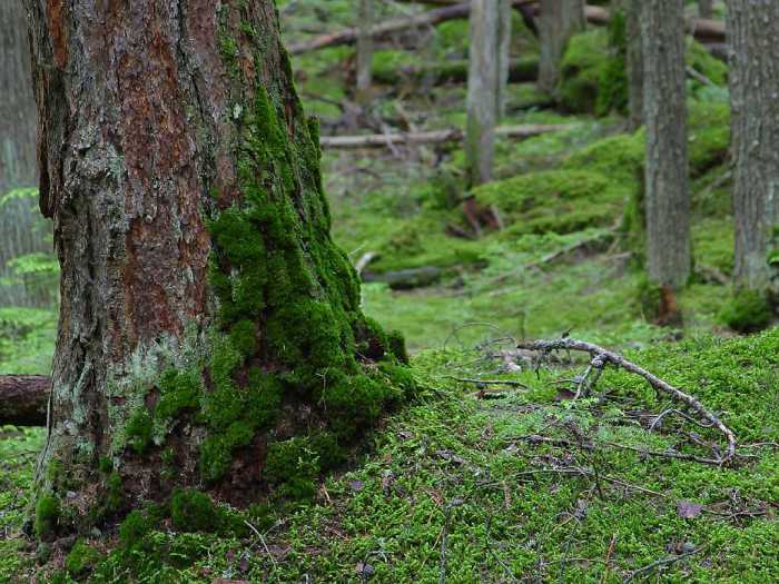 Moss fern ferns lifecycle mosses palustre hapu sphagnum