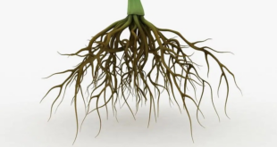 Roots modified plant leaves ppt stems structure powerpoint presentation plants