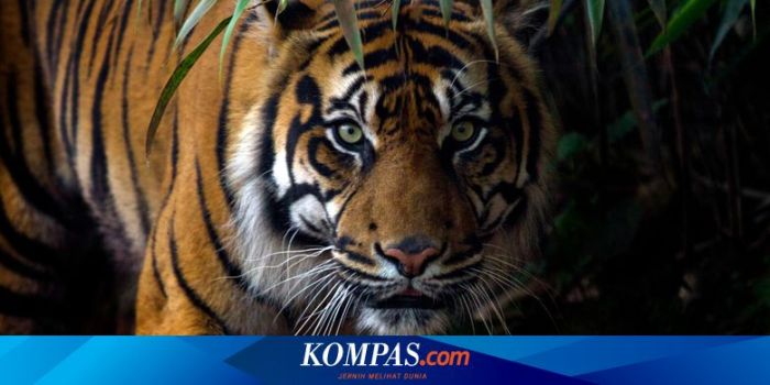 Komodo hewan dragones taman pembagian ciri masing kanibal langka hanya nasional asli isla wilayahnya jadi yana dragons kadal dimiliki berkembang