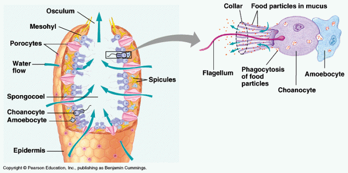 Porifera disebut juga hewan spons karena