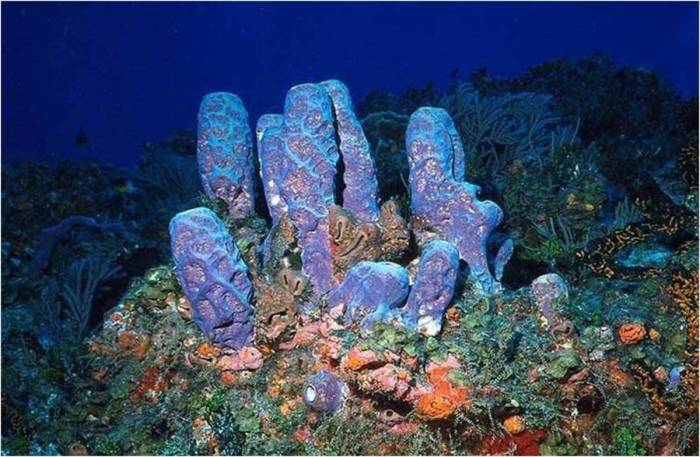 Porifera disebut juga hewan spons karena