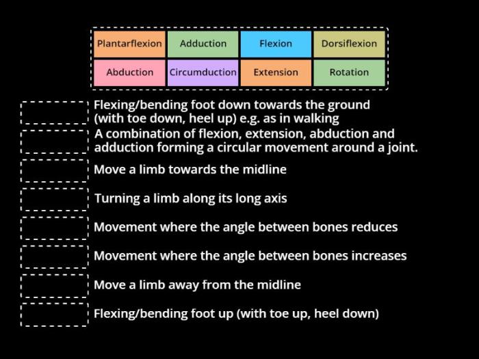 Muscular nurseslabs anatomy physiology visit specialized cells