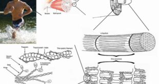 Movement skeletal system ppt powerpoint presentation bone