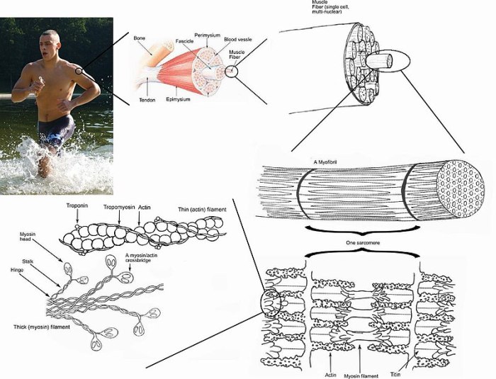 Movement skeletal system ppt powerpoint presentation bone