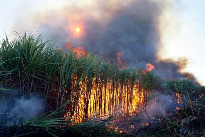 Sugarcane cane stake produce