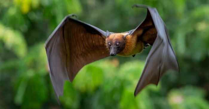 Facts mammals bat unusual mammal known little